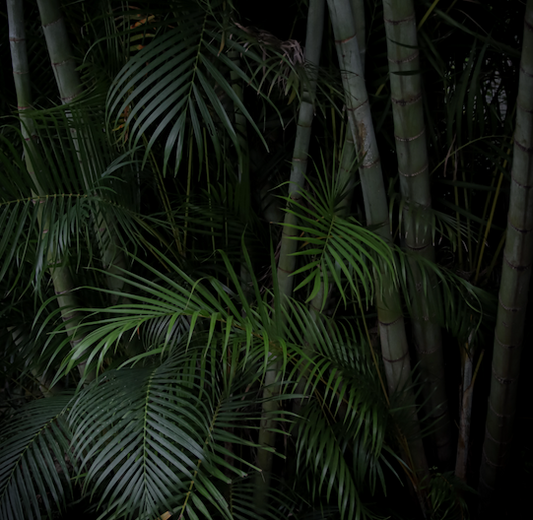 Feuilles de palmier sur un fond sombre, comme une forêt tropicale de nuit.