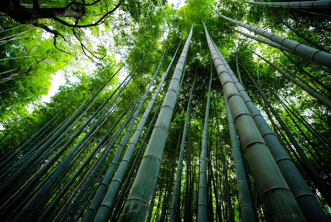 How is bamboo an alternative to plastic?